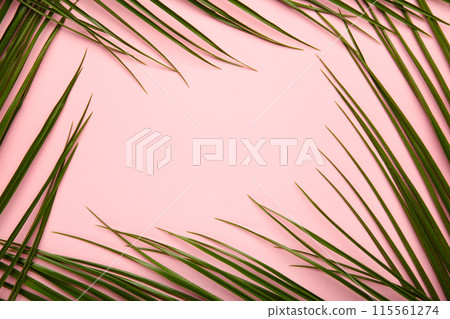 Green leaves of palm tree on pink background with copy space 115561274