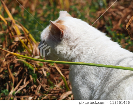 Stray cat sunbathing Stray cat sunbathing 115561436