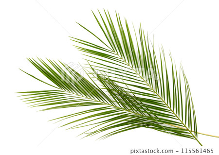 Green leaves of palm tree isolated on white background Green leaves of palm tree isolated on white background 115561465