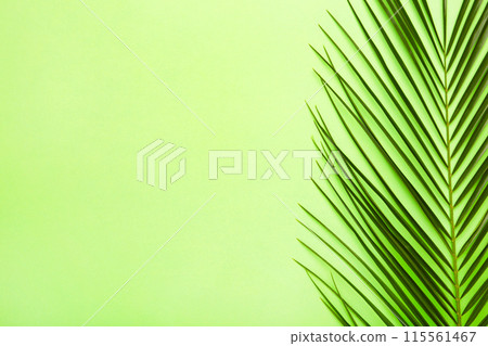 Green leaf of palm tree on green background with copy space Green leaf of palm tree on green background with copy space 115561467