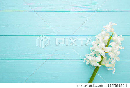 White hyacinth flower on a blue background. 115561524