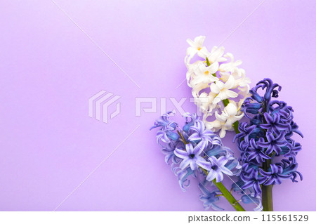 Bunch of hyacinths flower on a purple background. 115561529