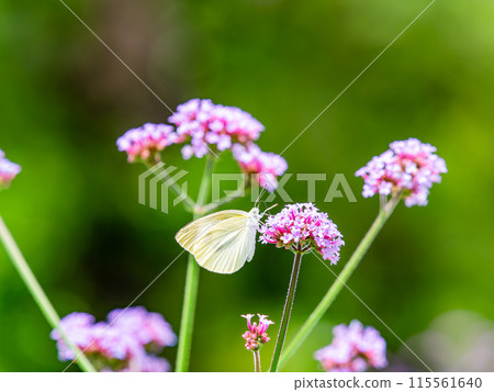 Early summer scenery: A cabbage white butterfly resting on a small pink flower 115561640