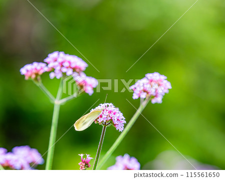 Early summer scenery: A cabbage white butterfly resting on a small pink flower Early summer scenery: A cabbage white butterfly resting on a small pink flower 115561650