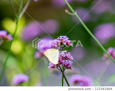 Early summer scenery: A cabbage white butterfly resting on a small pink flower Early summer scenery: A cabbage white butterfly resting on a small pink flower 115561664