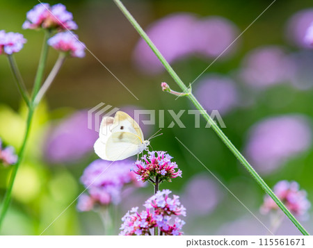 Early summer scenery: A cabbage white butterfly resting on a small pink flower Early summer scenery: A cabbage white butterfly resting on a small pink flower 115561671