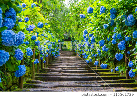 Hydrangeas and the temple gate at Meigetsu-in Temple in Kita-Kamakura 115561729
