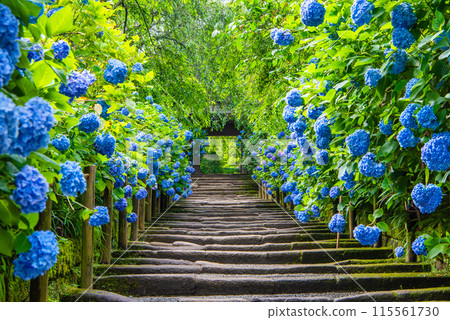 北鎌倉明月院紫陽花和三門 115561730