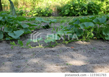 南瓜藤正在旺盛地生長 南瓜藤正在旺盛地生長 115561783