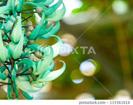 盛開的熱帶玉藤 盛開的熱帶玉藤 115561818