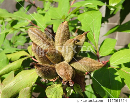 牡丹種子 115561854