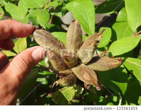 牡丹種子 115561855