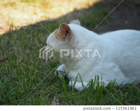 Stray cat that cools in the shade 115561961