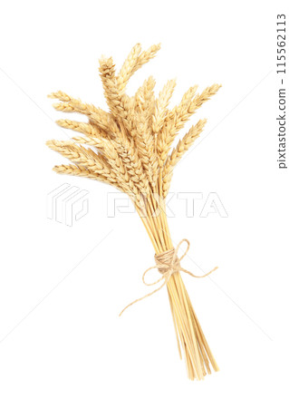 Bunch spikelets of wheat isolated on white background 115562113
