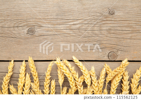 Spikelets of wheat on grey background.Top view Spikelets of wheat on grey background.Top view 115562125