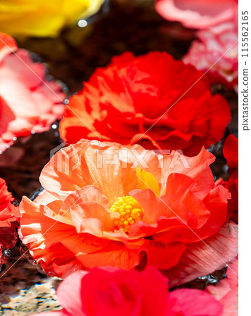 華麗的海棠花漂浮在水中 115562165