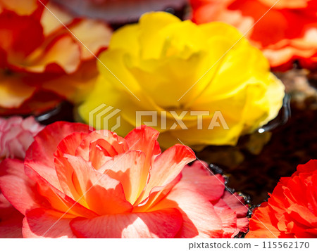 Gorgeous begonia flowers floating on water 115562170
