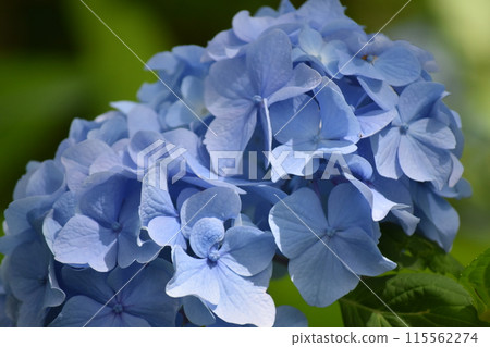花 花 115562274