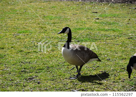 一隻鳥 一隻鳥 115562297
