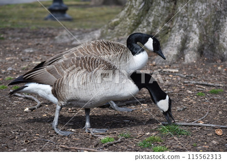 bird bird 115562313