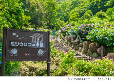 Hydrangeas in full bloom at Tsukimi Forest (Kaizu City, Gifu Prefecture) 115562315