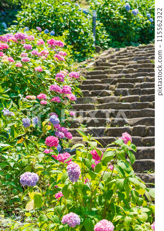 賞月林、繡球花盛開<岐阜縣海津市> 115562322