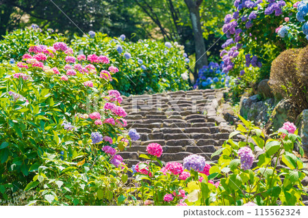 Hydrangeas in full bloom at Tsukimi Forest (Kaizu City, Gifu Prefecture) 115562324