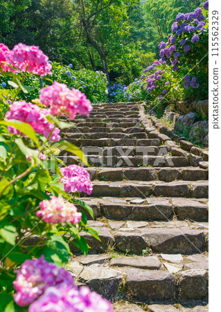 賞月林、繡球花盛開<岐阜縣海津市> 賞月林、繡球花盛開<岐阜縣海津市> 115562329