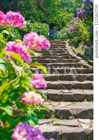 賞月林、繡球花盛開<岐阜縣海津市> 賞月林、繡球花盛開<岐阜縣海津市> 115562330