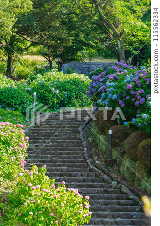 Hydrangeas in full bloom at Tsukimi Forest (Kaizu City, Gifu Prefecture) Hydrangeas in full bloom at Tsukimi Forest (Kaizu City, Gifu Prefecture) 115562334