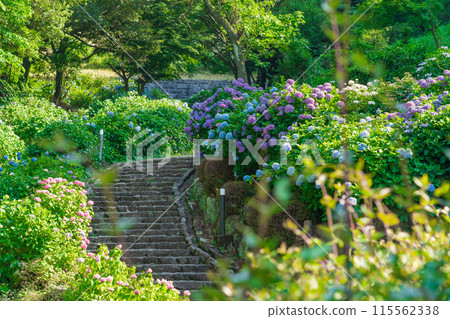 Hydrangeas in full bloom at Tsukimi Forest (Kaizu City, Gifu Prefecture) 115562338