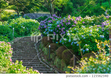 Hydrangeas in full bloom at Tsukimi Forest (Kaizu City, Gifu Prefecture) 115562340