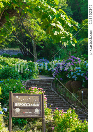 賞月林、繡球花盛開<岐阜縣海津市> 115562342