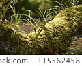 Moss shining in the light 115562458