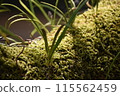 Moss in the sunlight 115562459