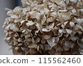 Withered hydrangea 115562460