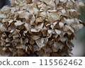 Withered hydrangea 115562462