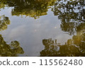 Trees reflected on the surface of the water 115562480