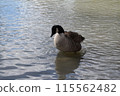 A duck swimming in a pond 115562482