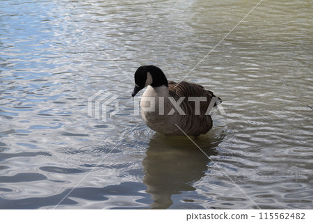 A duck swimming in a pond A duck swimming in a pond 115562482