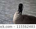 A duck swimming in a pond 115562483