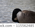 A duck swimming in a pond 115562485