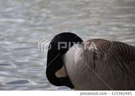 A duck swimming in a pond A duck swimming in a pond 115562485