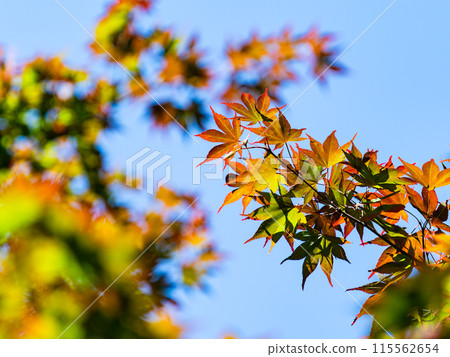 The beautiful new green leaves of maple trees against the blue sky The beautiful new green leaves of maple trees against the blue sky 115562654