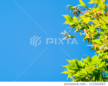The beautiful new green leaves of maple trees against the blue sky 115562663