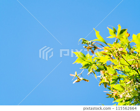 The beautiful new green leaves of maple trees against the blue sky The beautiful new green leaves of maple trees against the blue sky 115562664