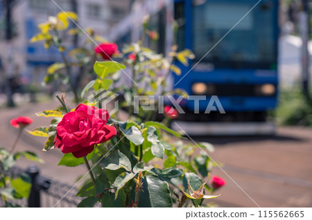 Flowers along the Toden Arakawa Line 115562665