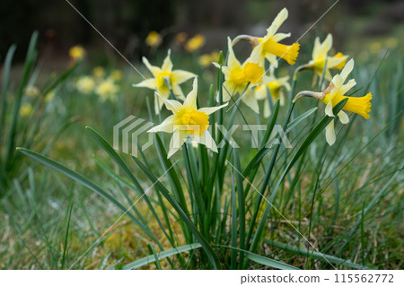 Olefvalley, Hellenthal, North Rhine Westphalia, Germany 115562772