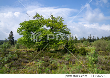 High Fens, Eifel, Belgium 115562780