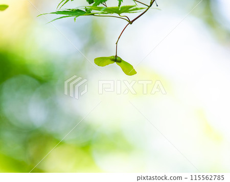 可愛的楓葉螺旋槳翼果 可愛的楓葉螺旋槳翼果 115562785